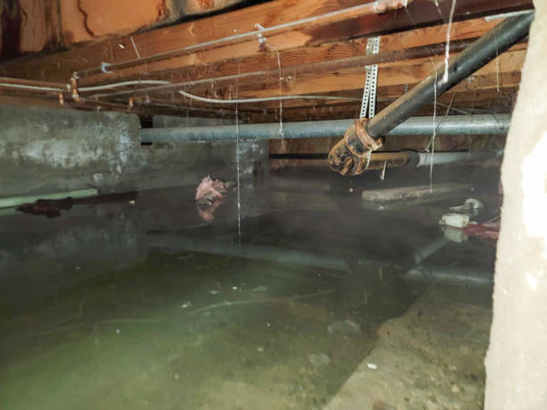 Best Water damage restoration near me  in Scott Af, IL